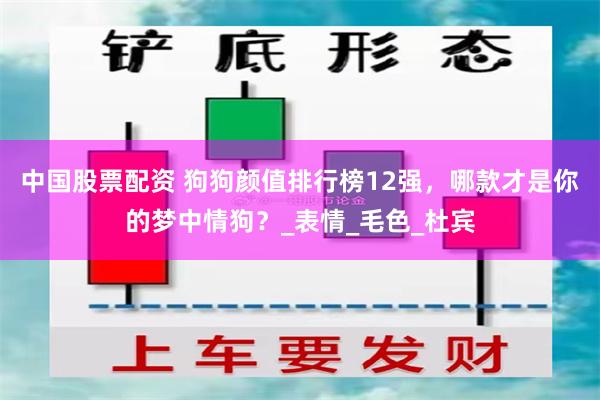 中国股票配资 狗狗颜值排行榜12强，哪款才是你的梦中情狗？_表情_毛色_杜宾