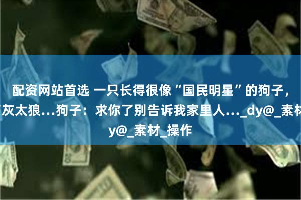配资网站首选 一只长得很像“国民明星”的狗子，碰瓷了灰太狼…狗子：求你了别告诉我家里人…_dy@_素材_操作